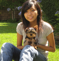 yorkie
